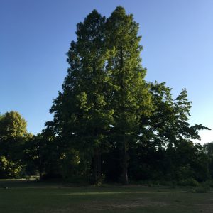 Family Tree (c) Photography: Steffen Bürger (10/June/ 2017)