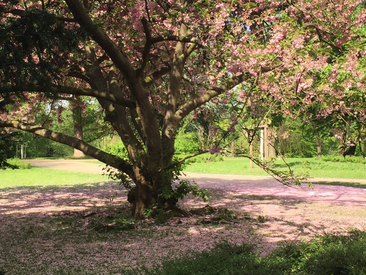 First Blooming - (c) Photo: Steffen Buerger - April, 23rd 2018